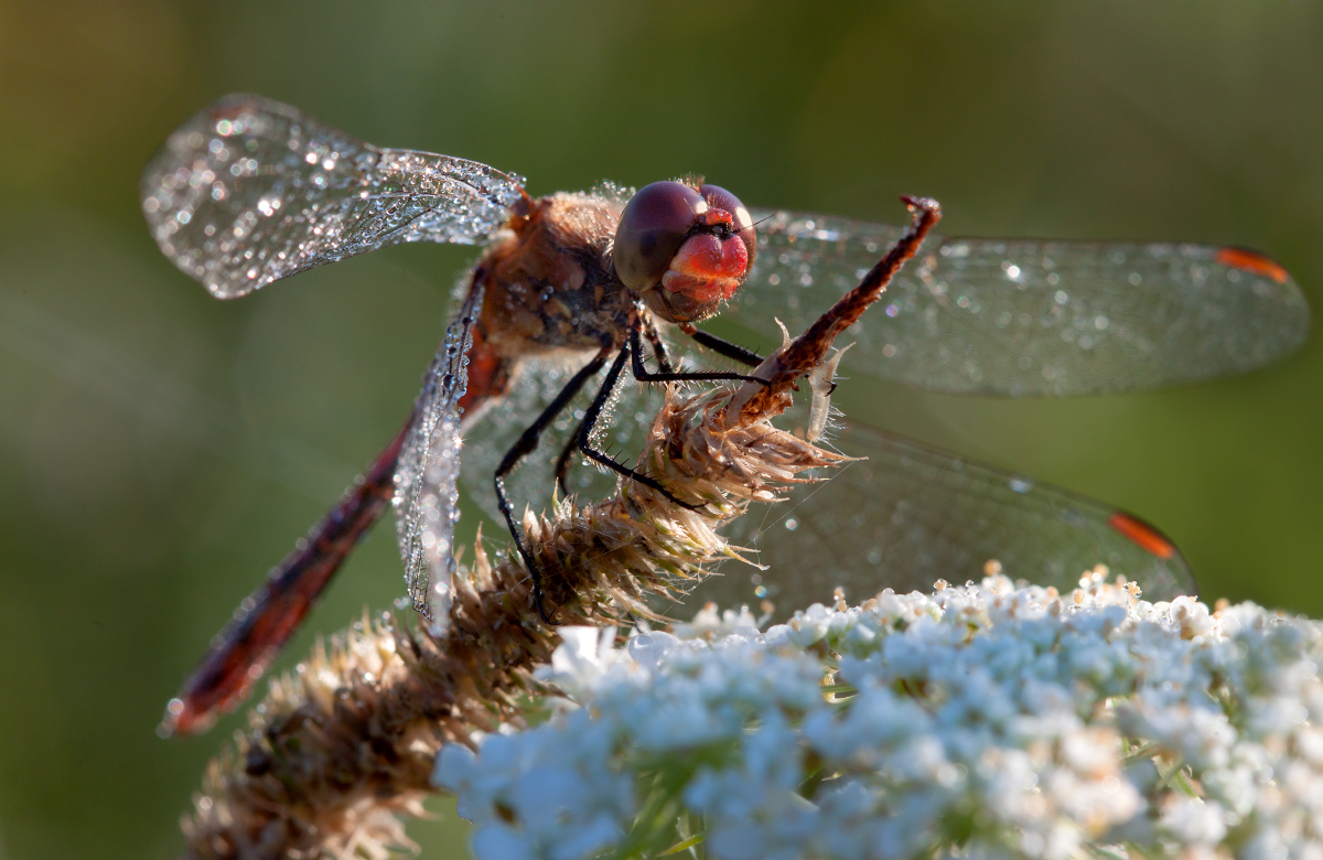 photo "***" tags: macro and close-up, 