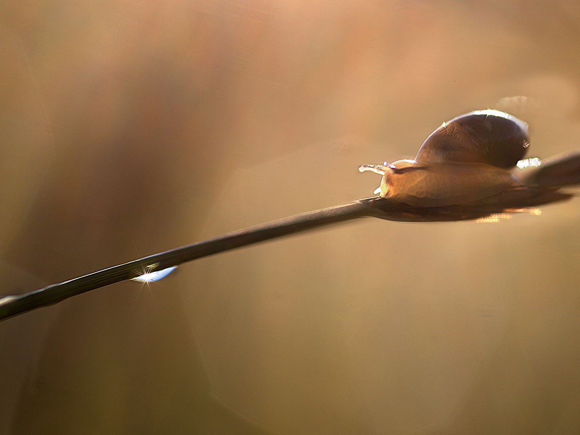 photo "***" tags: macro and close-up, 