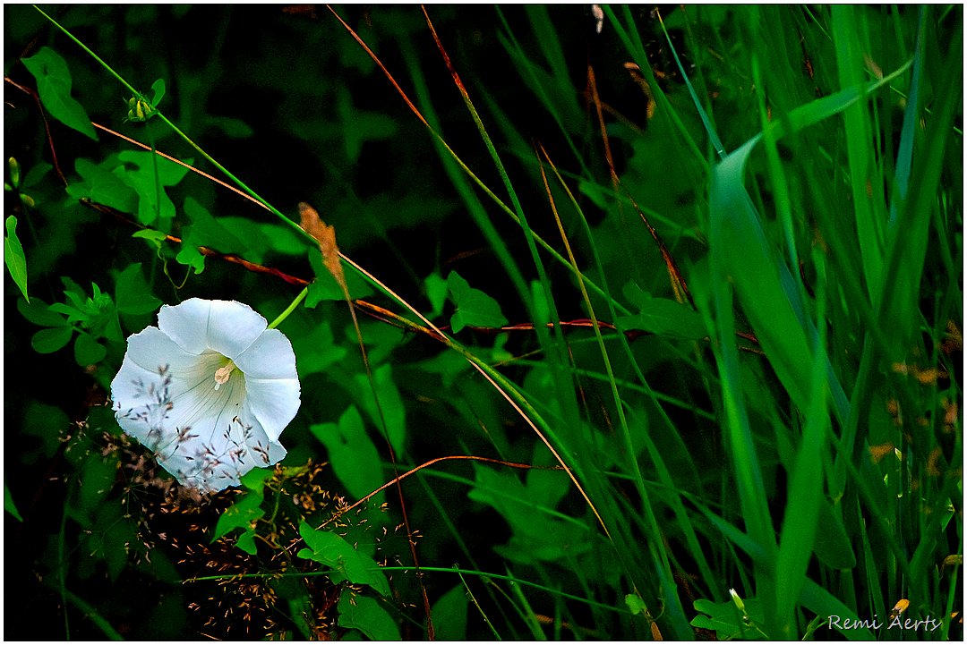 photo "***" tags: nature, macro and close-up, 