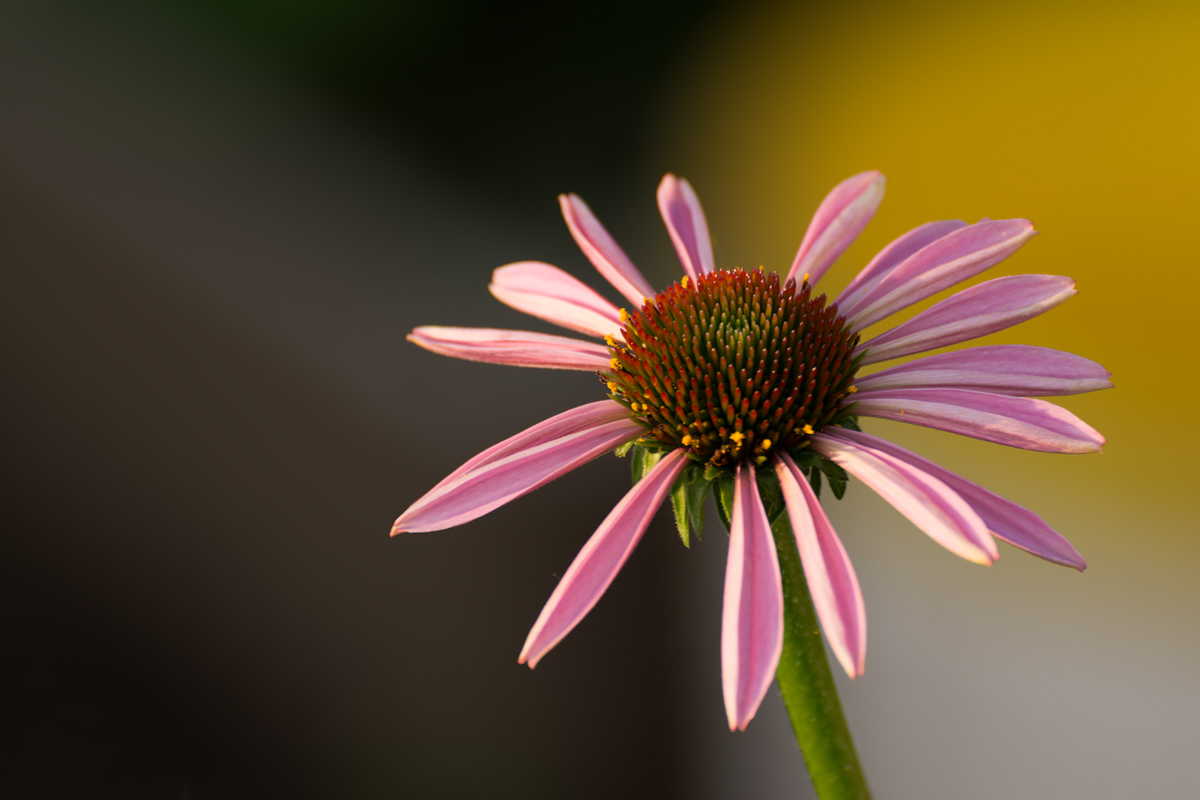 photo "***" tags: macro and close-up, 