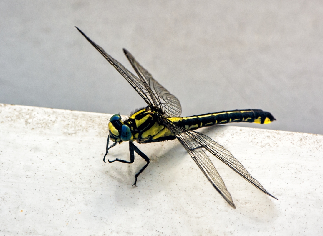 photo "Fatigued dragonfly" tags: macro and close-up, 