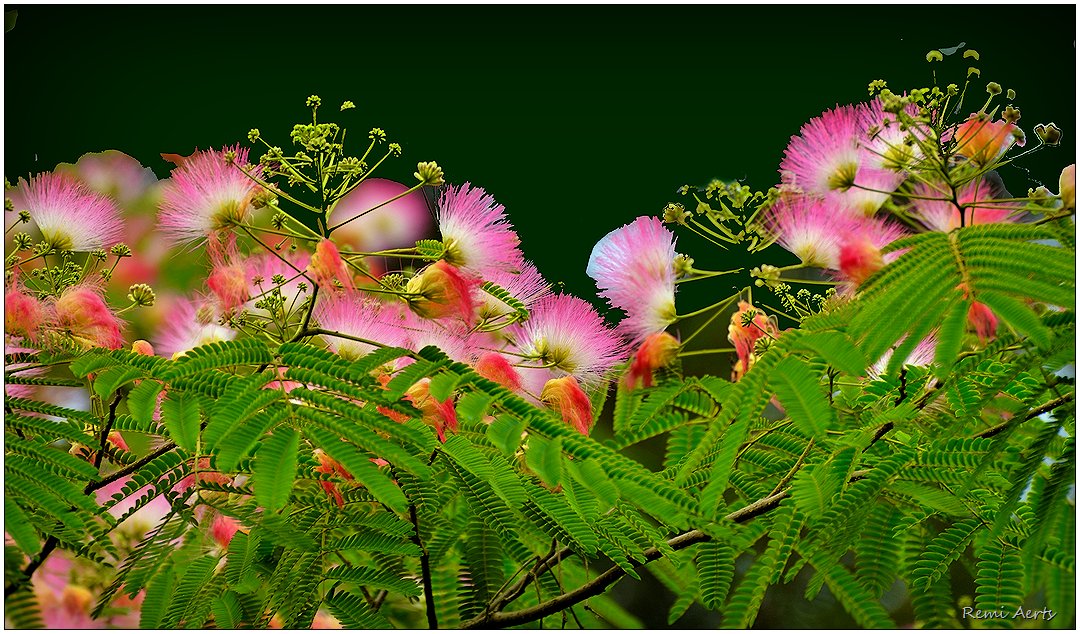photo "***" tags: landscape, nature, macro and close-up, 
