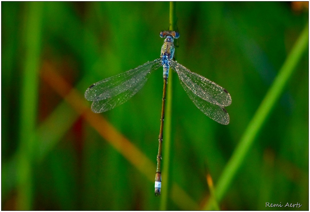 photo "***" tags: nature, macro and close-up, 