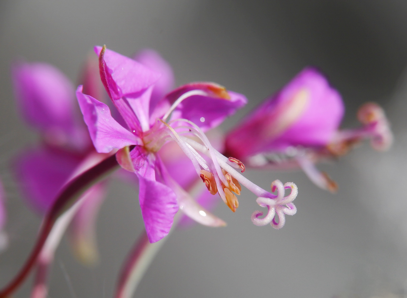 photo "***" tags: macro and close-up, 