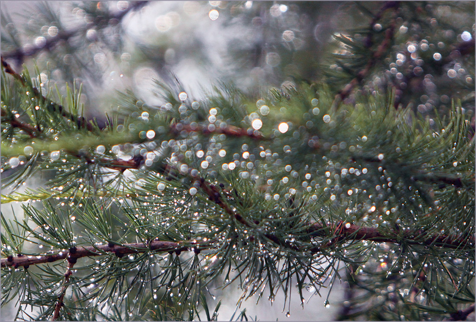 photo "Rainy forest" tags: macro and close-up, nature, forest, summer, water