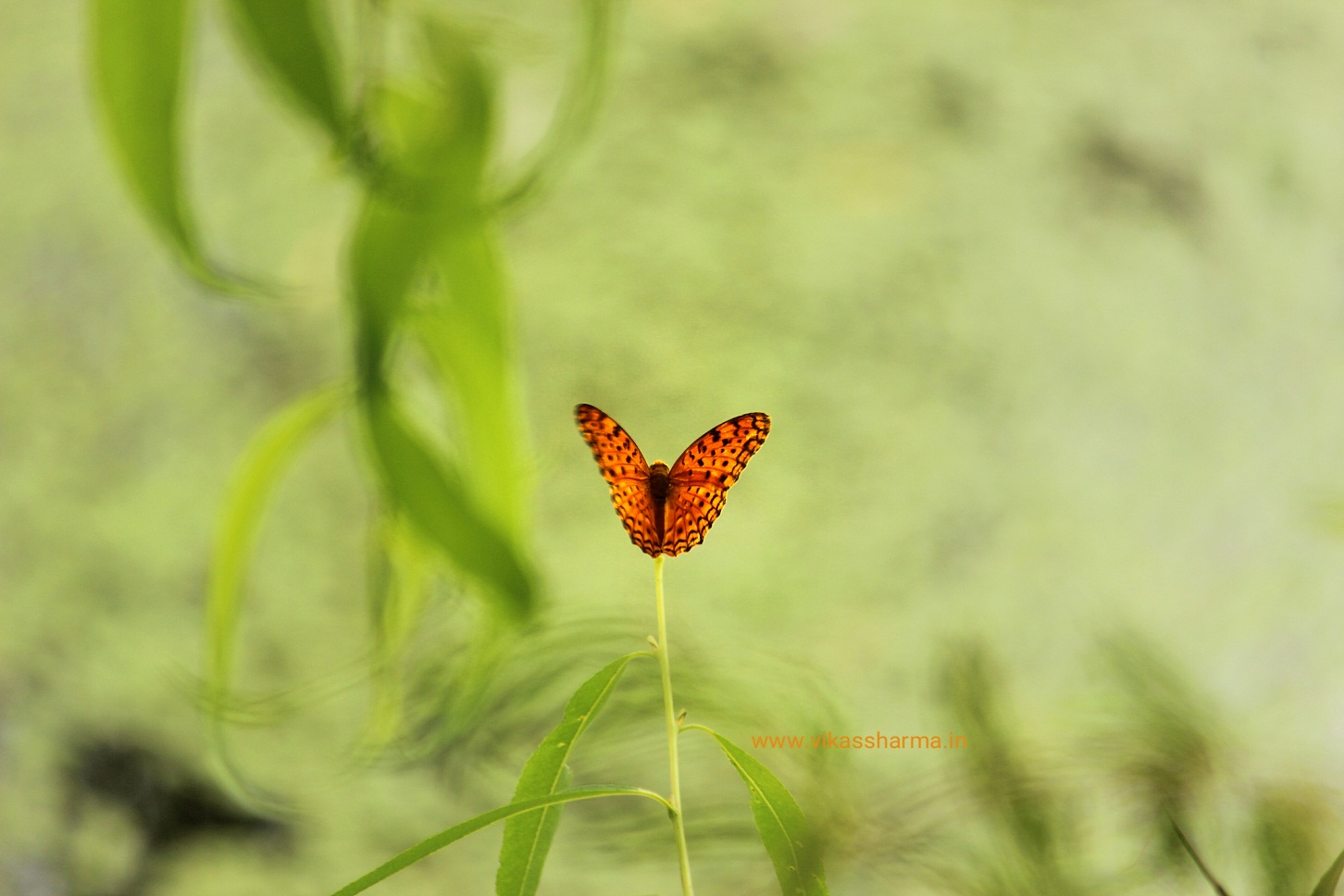 photo "stand alone" tags: nature, misc., technics, insect, pets/farm animals, water