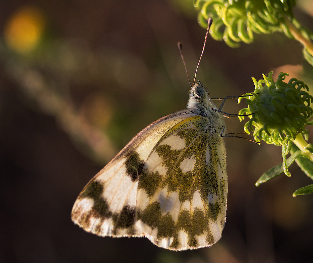 photo "***" tags: macro and close-up, nature, butterfly