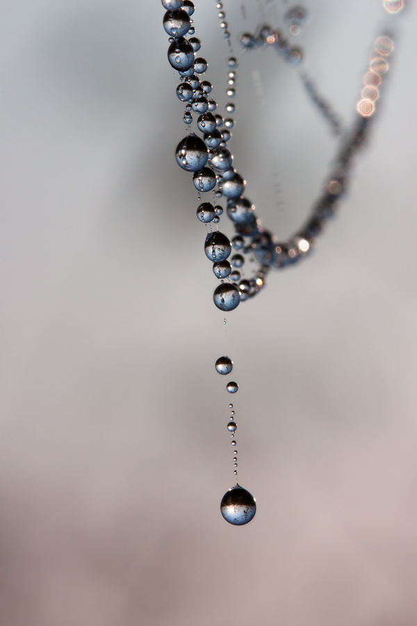 photo "***" tags: macro and close-up, 