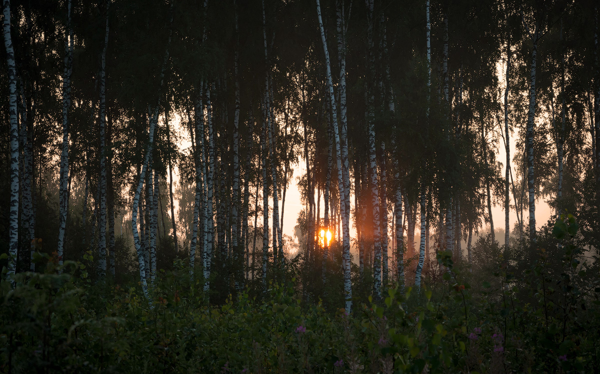 photo "***" tags: nature, fog, forest, morning, sky, summer, sun, sunrise