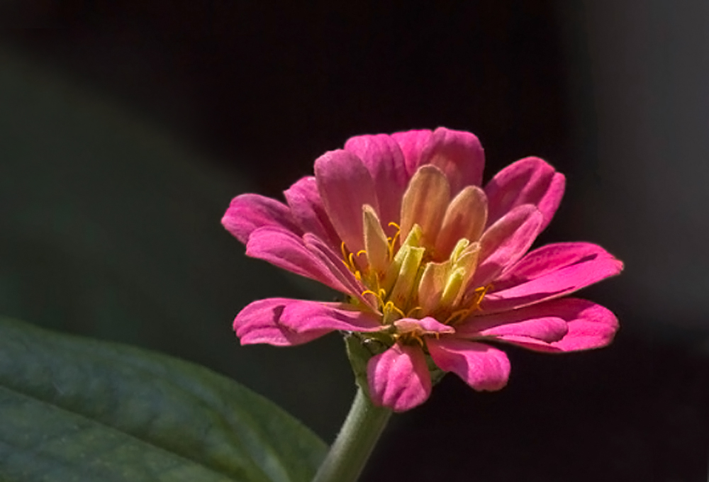 photo "***" tags: nature, macro and close-up, evening, цветок