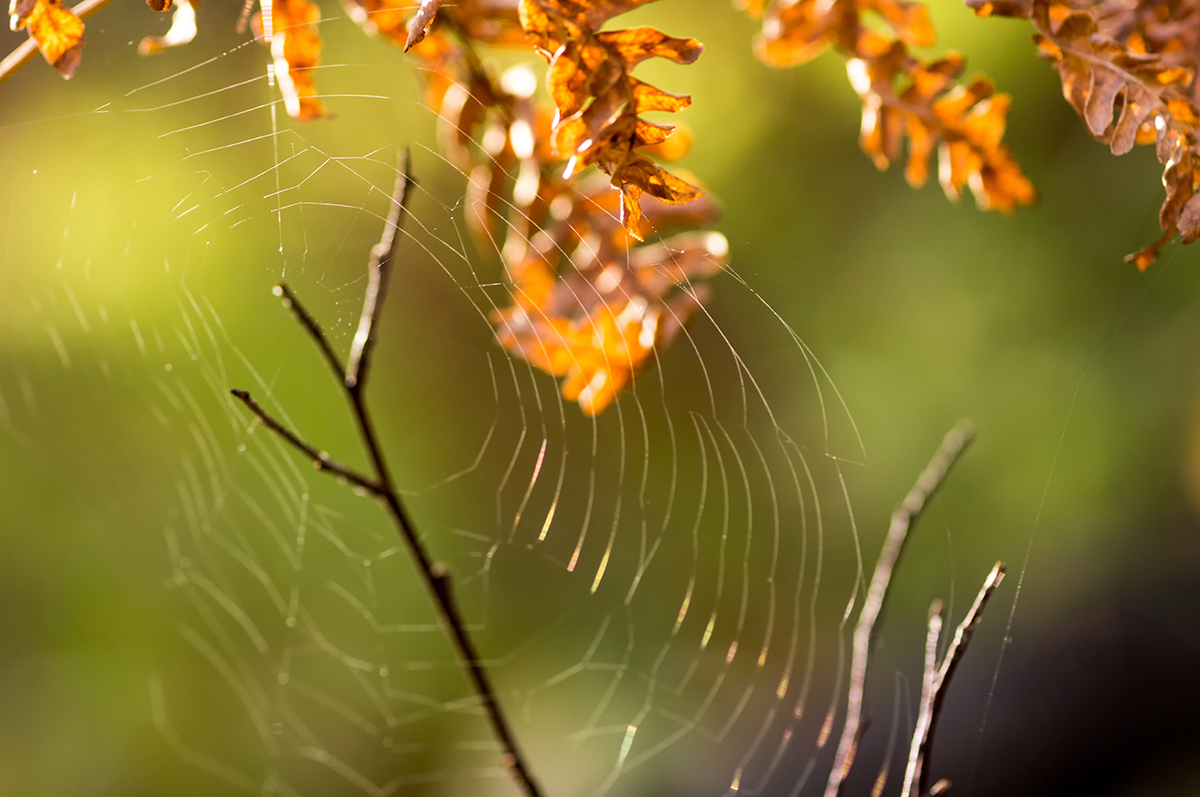 photo "***" tags: macro and close-up, Europe, Minolta 100/2, Russia, Sony-a580, autumn, curier, morning, sunrise, Нижний Тагил, макро, паутина