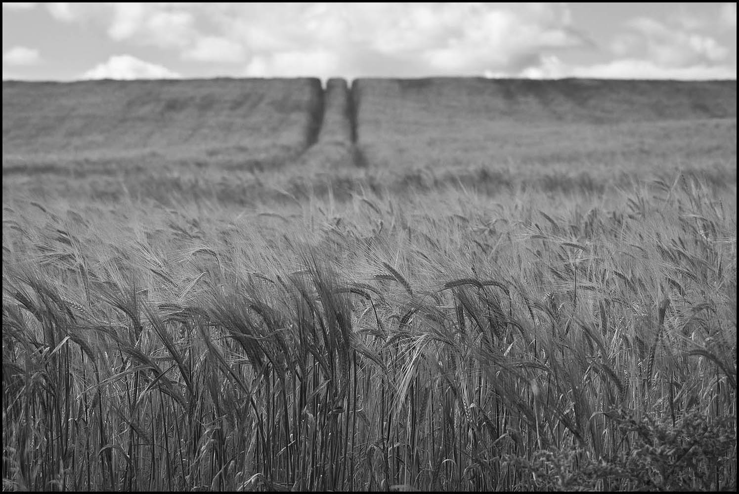 photo "***" tags: landscape, nature, black&white, 