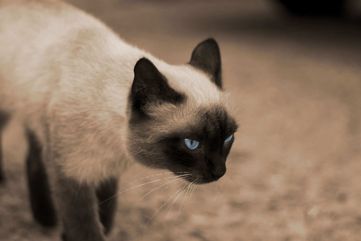 photo "***" tags: , 
