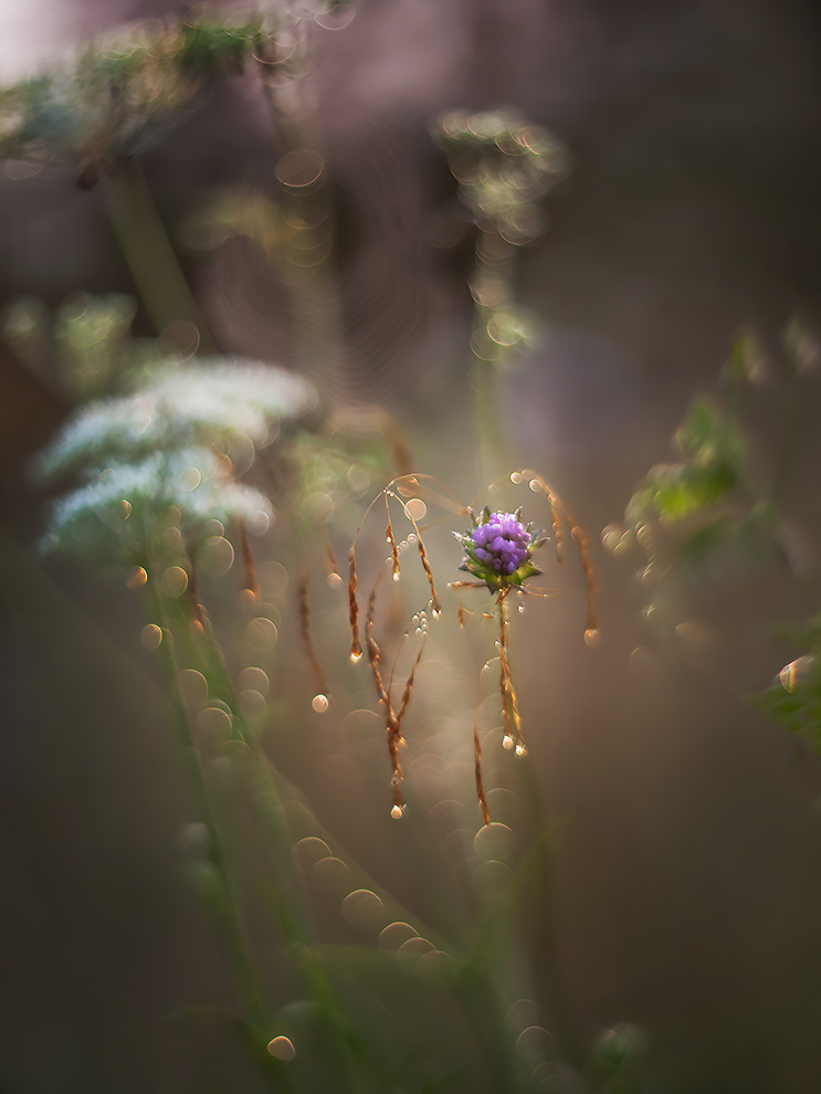 photo "***" tags: macro and close-up, 