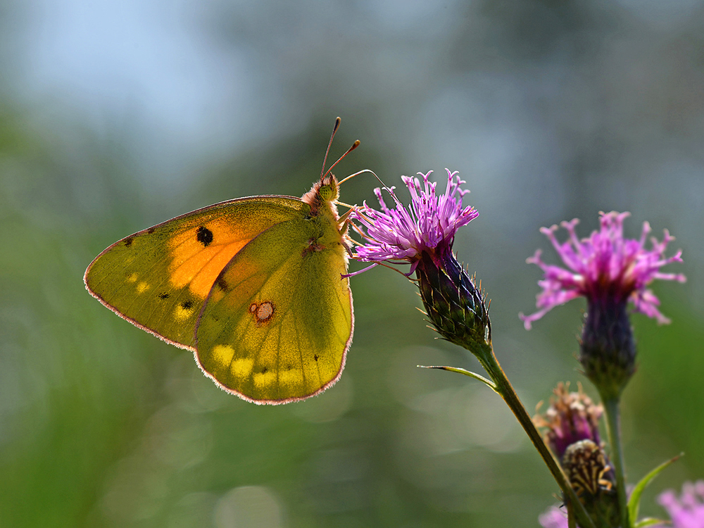 photo "***" tags: macro and close-up, Насекомые, бабочки