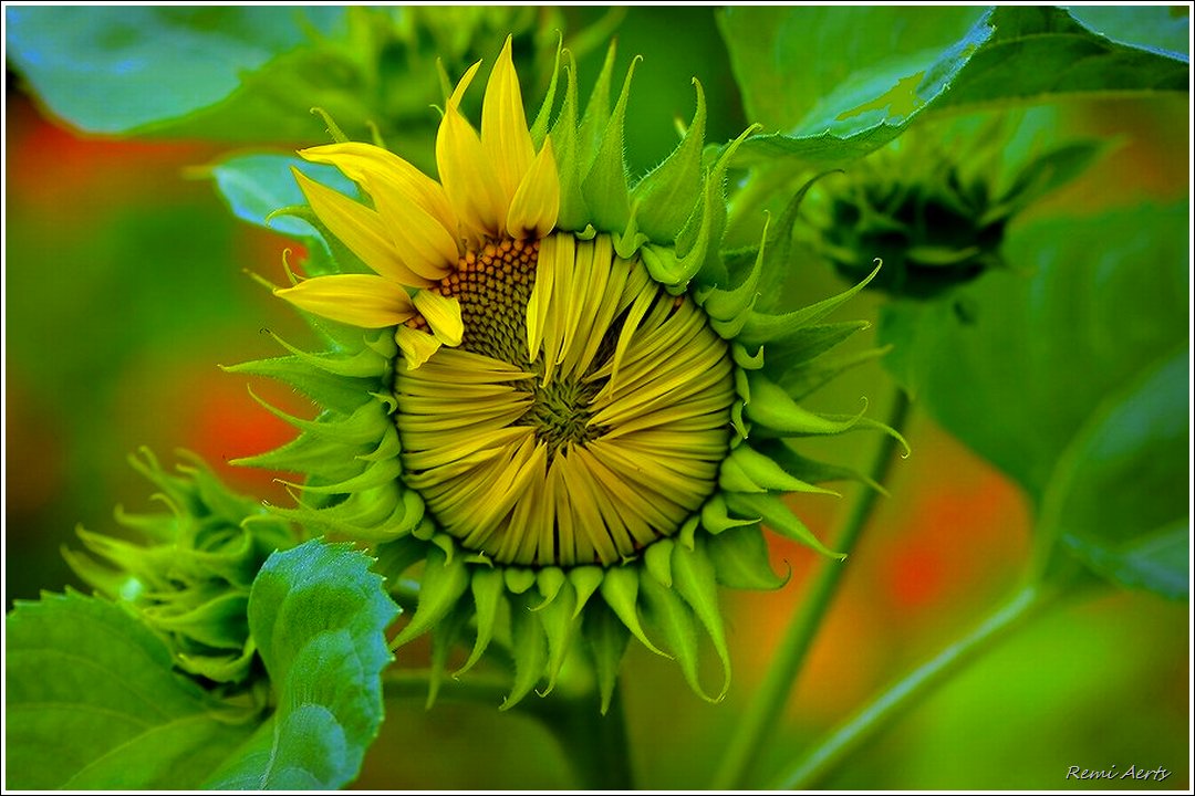 photo "***" tags: nature, macro and close-up, 