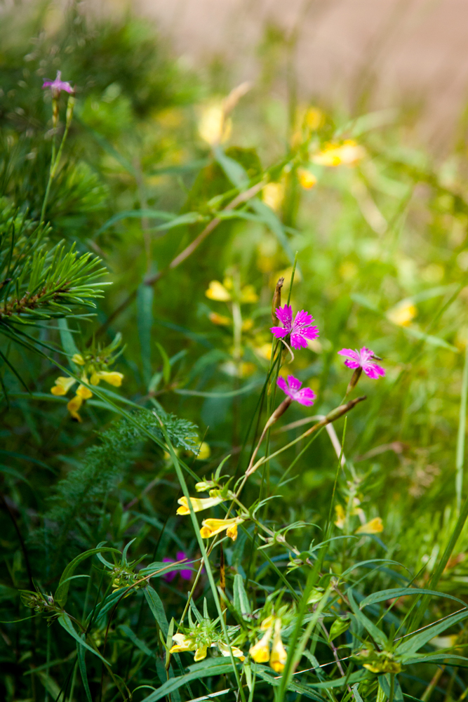 photo "***" tags: nature, 