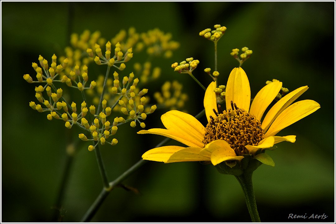 photo "***" tags: nature, macro and close-up, 