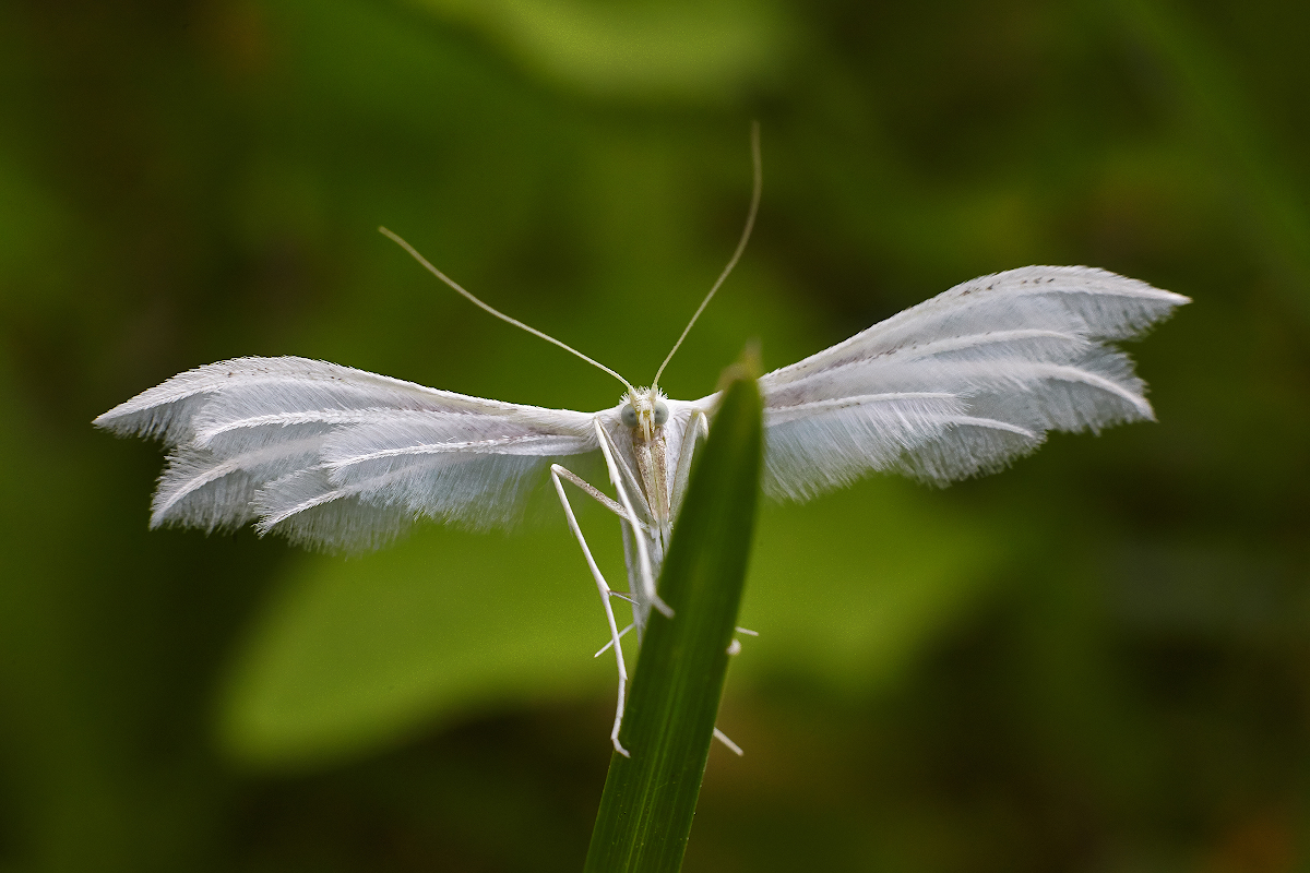 photo "***" tags: macro and close-up, 