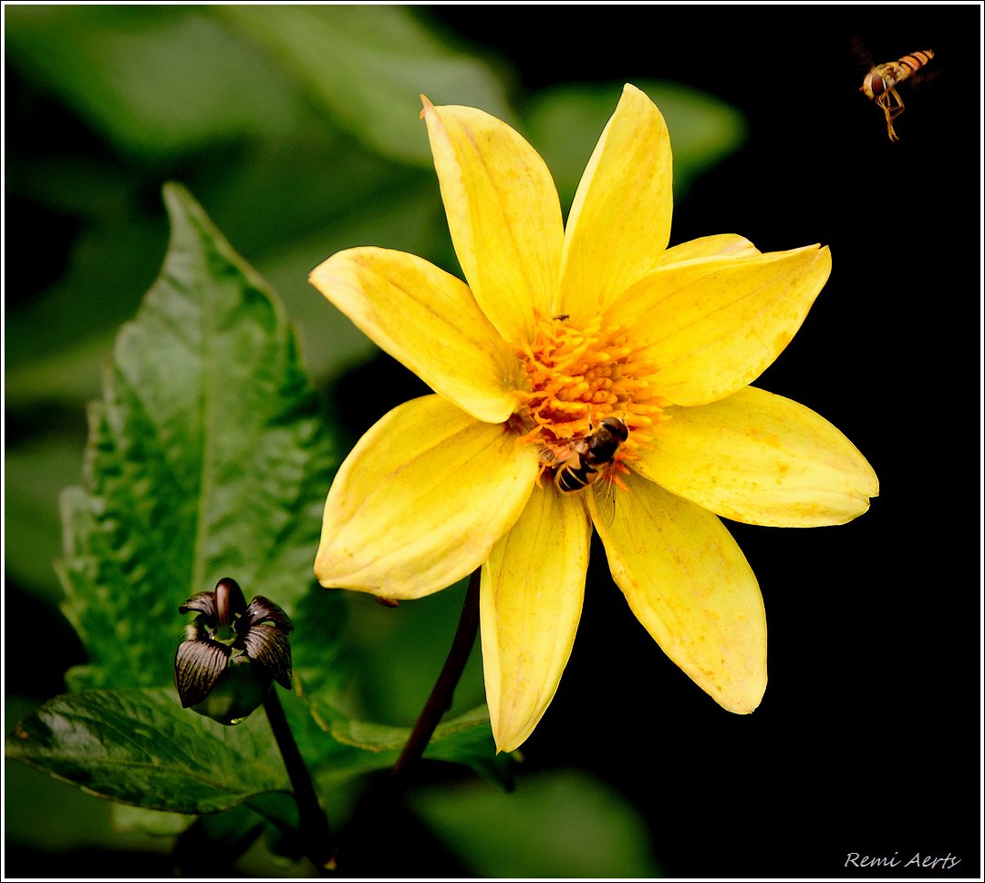 photo "***" tags: nature, macro and close-up, 