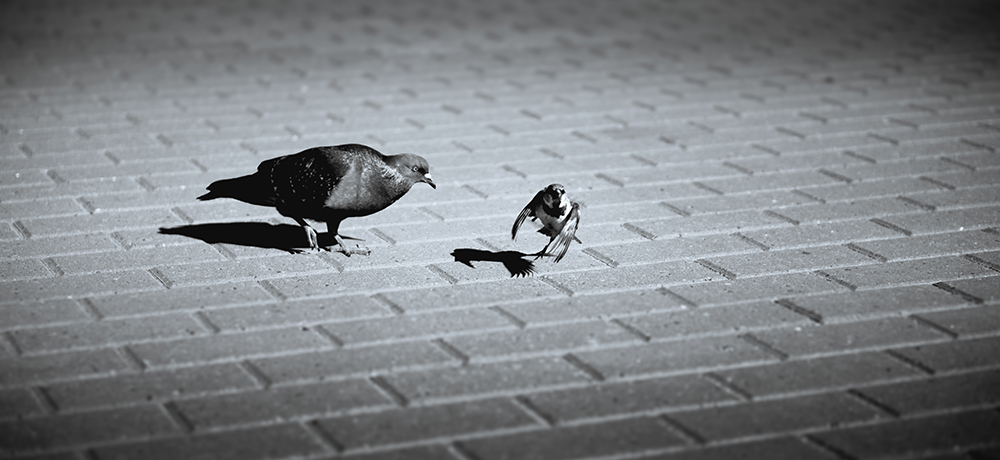 photo "***" tags: , 