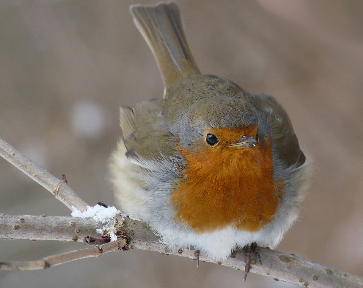 photo "***" tags: macro and close-up, wild animals