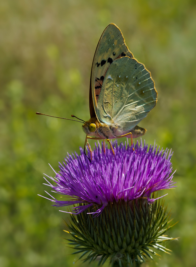 photo "***" tags: macro and close-up, nature, butterfly