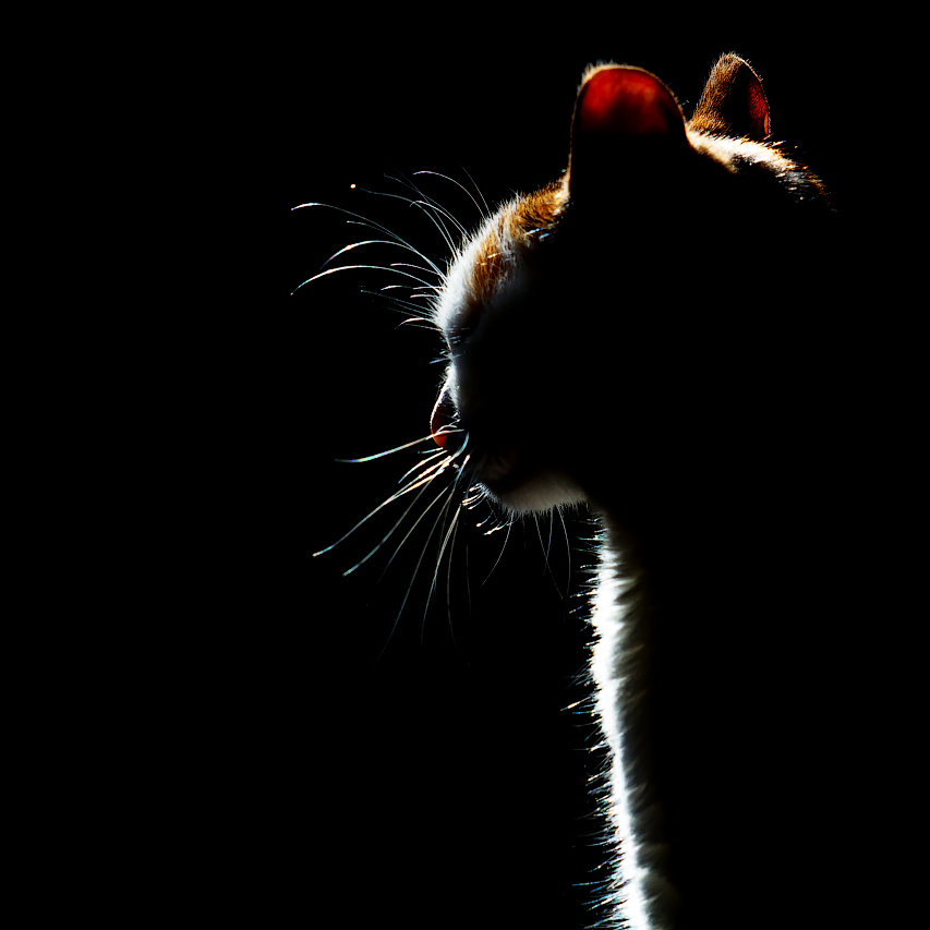 photo "In a dark room" tags: misc., macro and close-up, темнота
