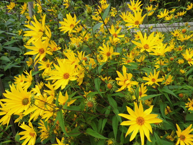 photo "Summer" tags: nature, 