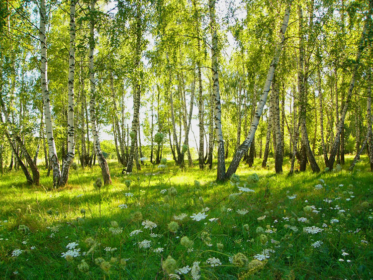Природное сообщество березовый лес
