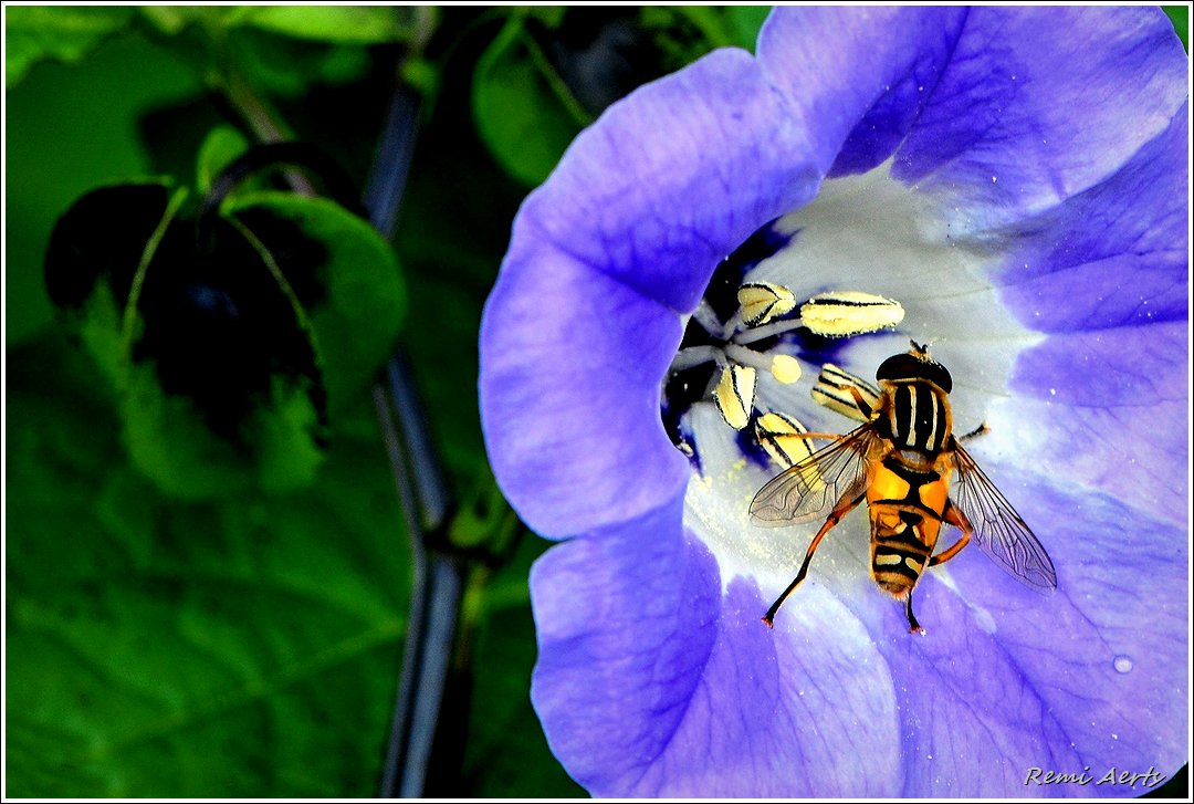 photo "***" tags: macro and close-up, nature, 