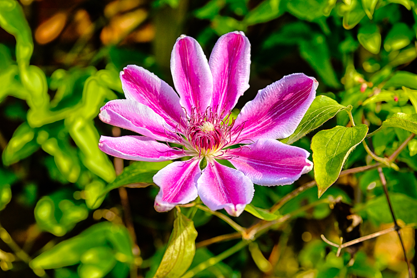 photo "Clematis HDR" tags: nature, 