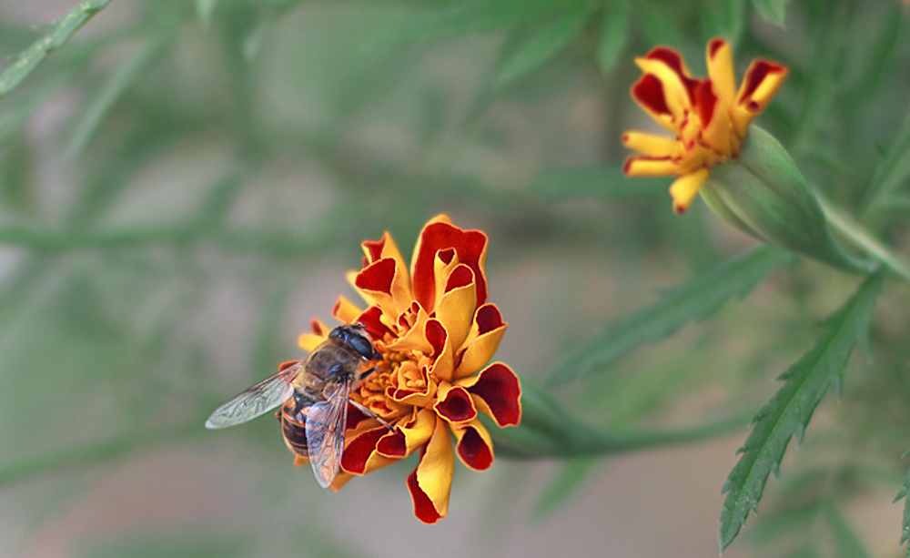 photo "***" tags: macro and close-up, пчела, цветок