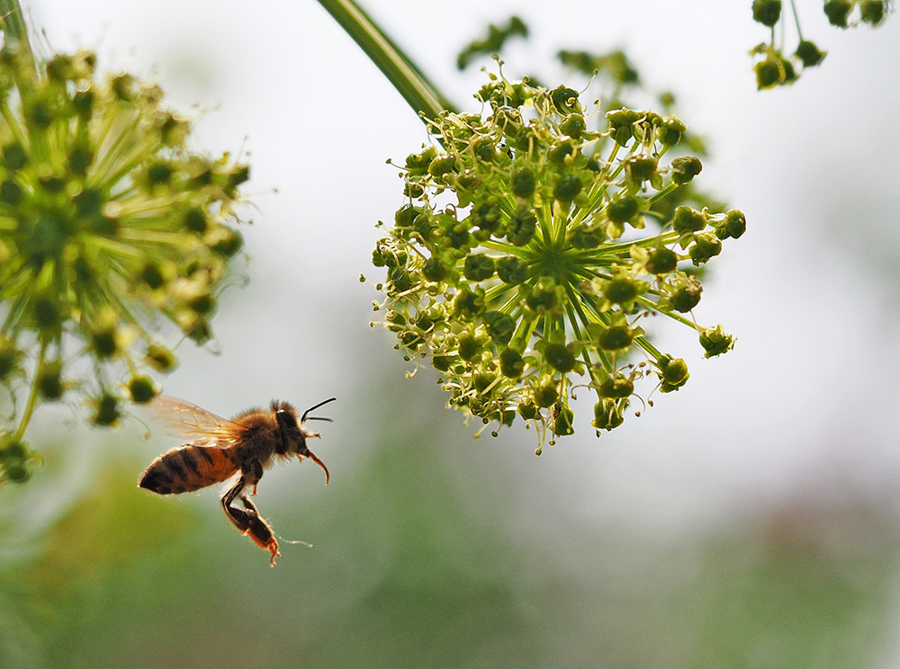 photo "Green Transport" tags: nature, macro and close-up, reporting, 