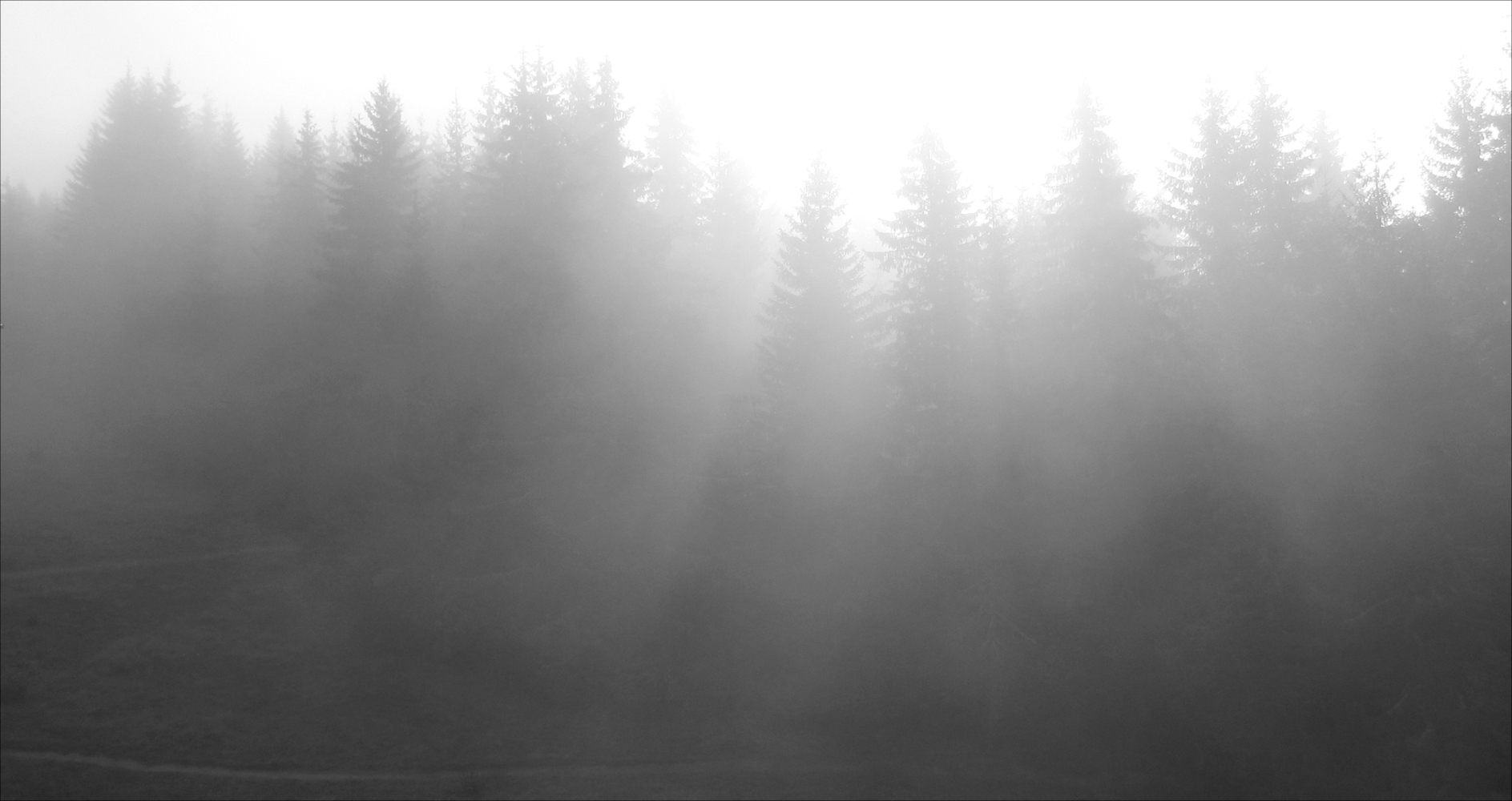 photo "Morning Sun rays breaking the fog in the woods" tags: nature, black&white, landscape, fog, Альпы, солнечные лучи, утренний лес