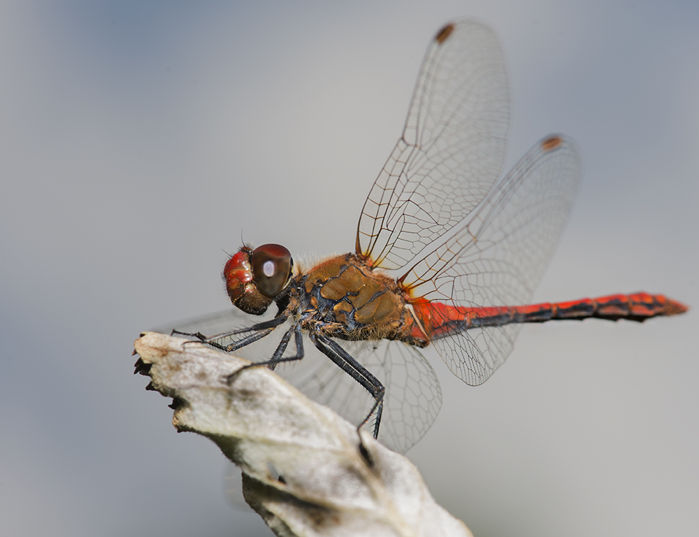 photo "***" tags: macro and close-up, Насекомые