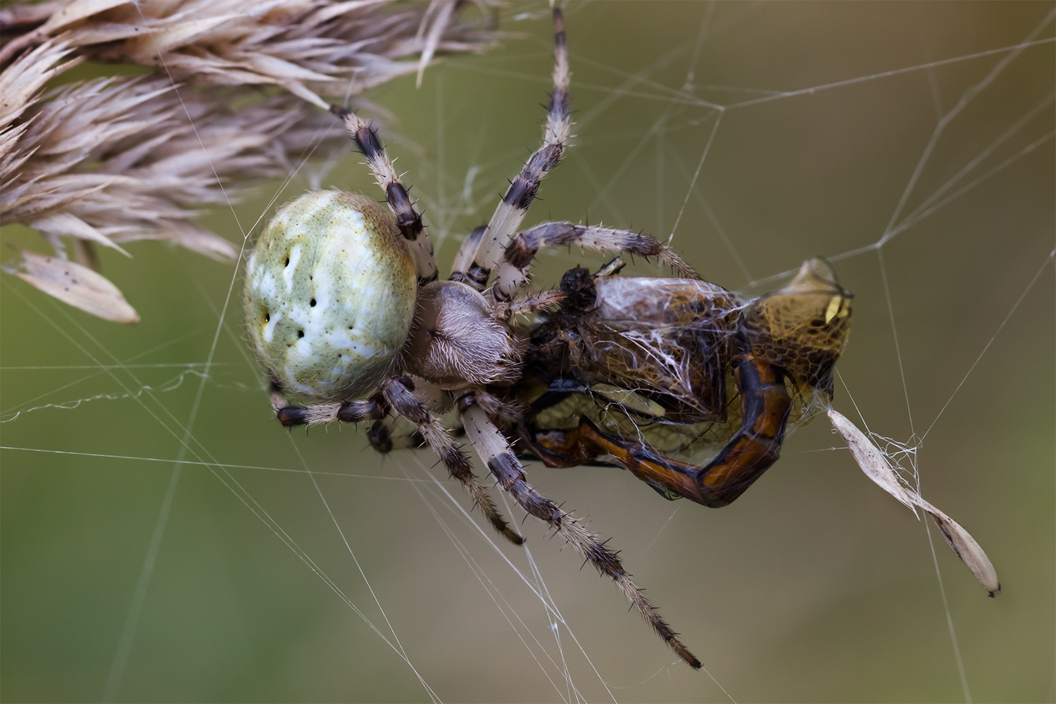 фото "Хищные объятия" метки: макро и крупный план, паук, стрекоза