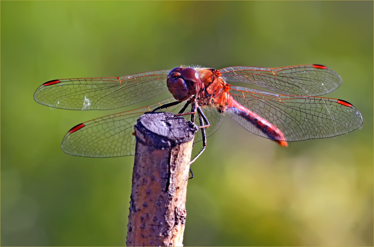 photo "Biplane" tags: macro and close-up, nature, стрекоза