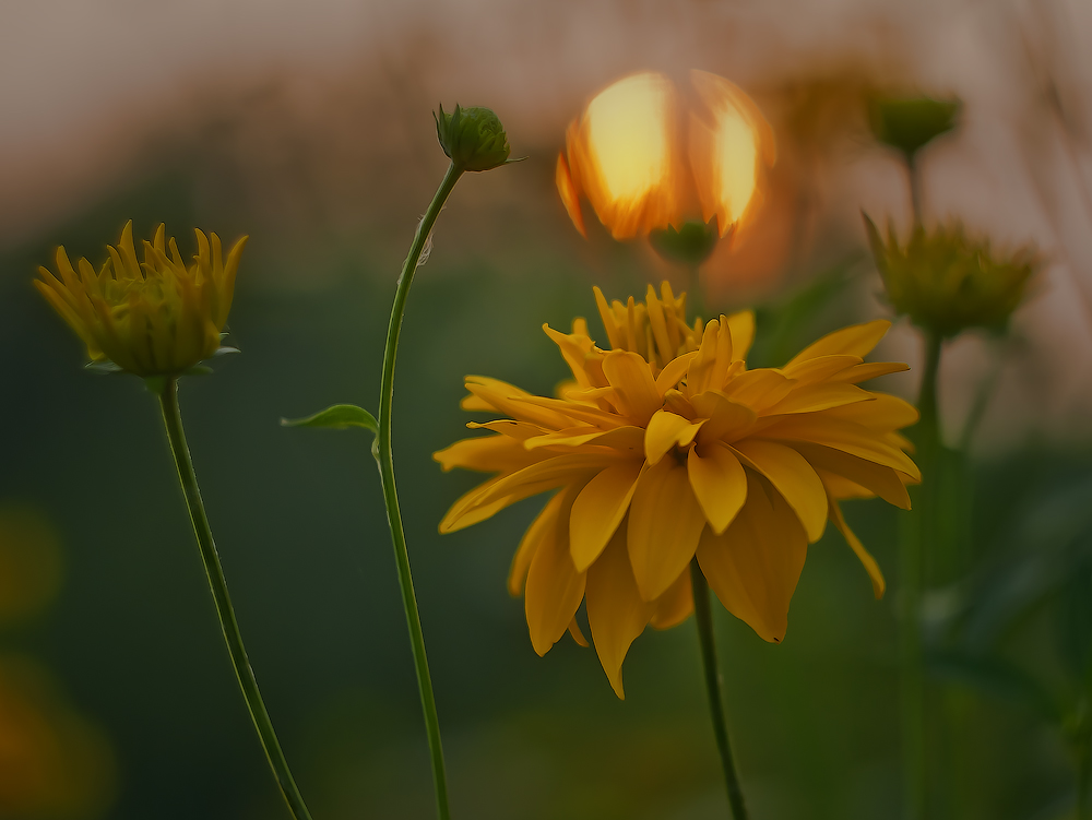 photo "***" tags: nature, macro and close-up, evening, flowers, meadow, summer, sunset