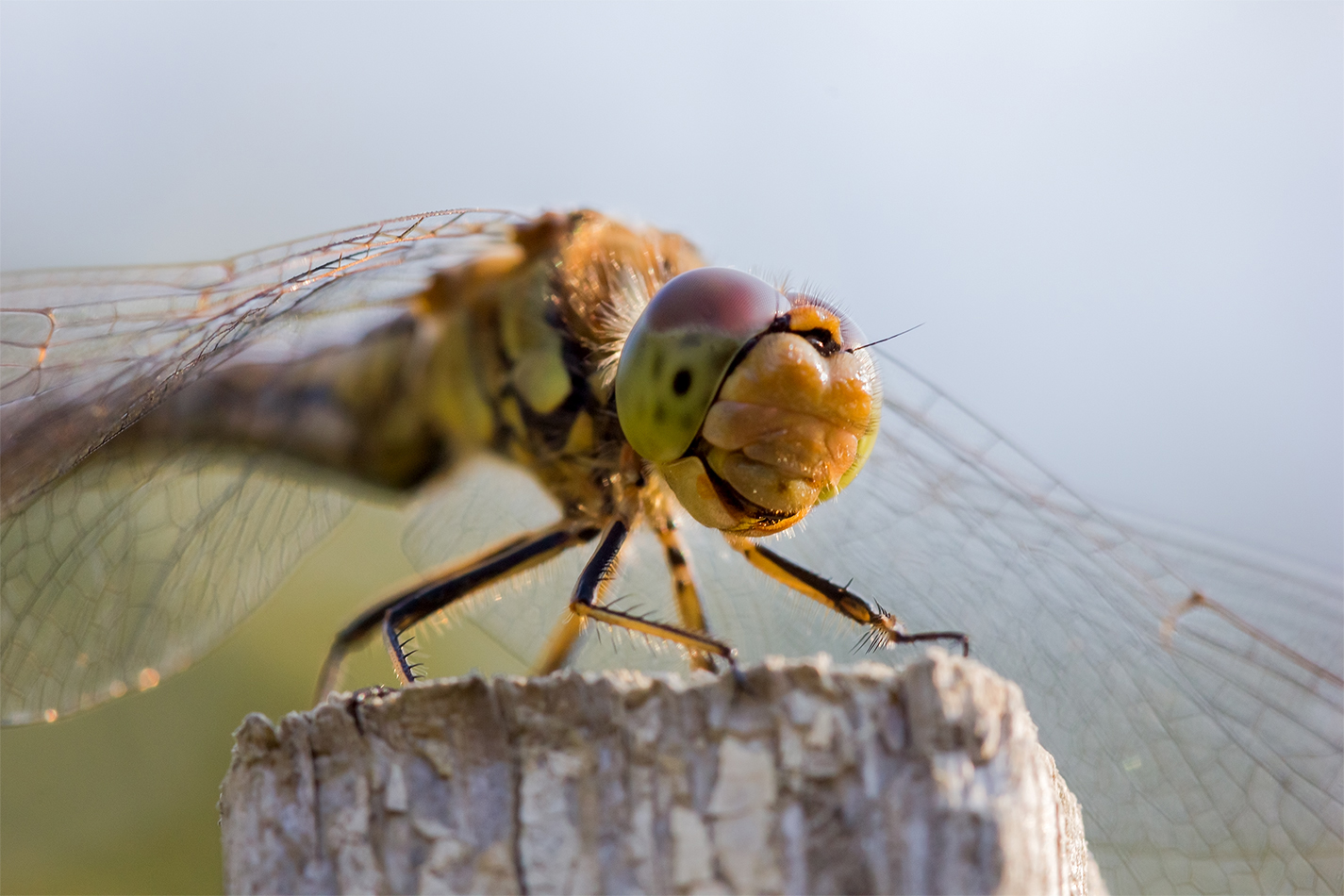 photo "***" tags: macro and close-up, evening, summer, Насекомые, стрекоза