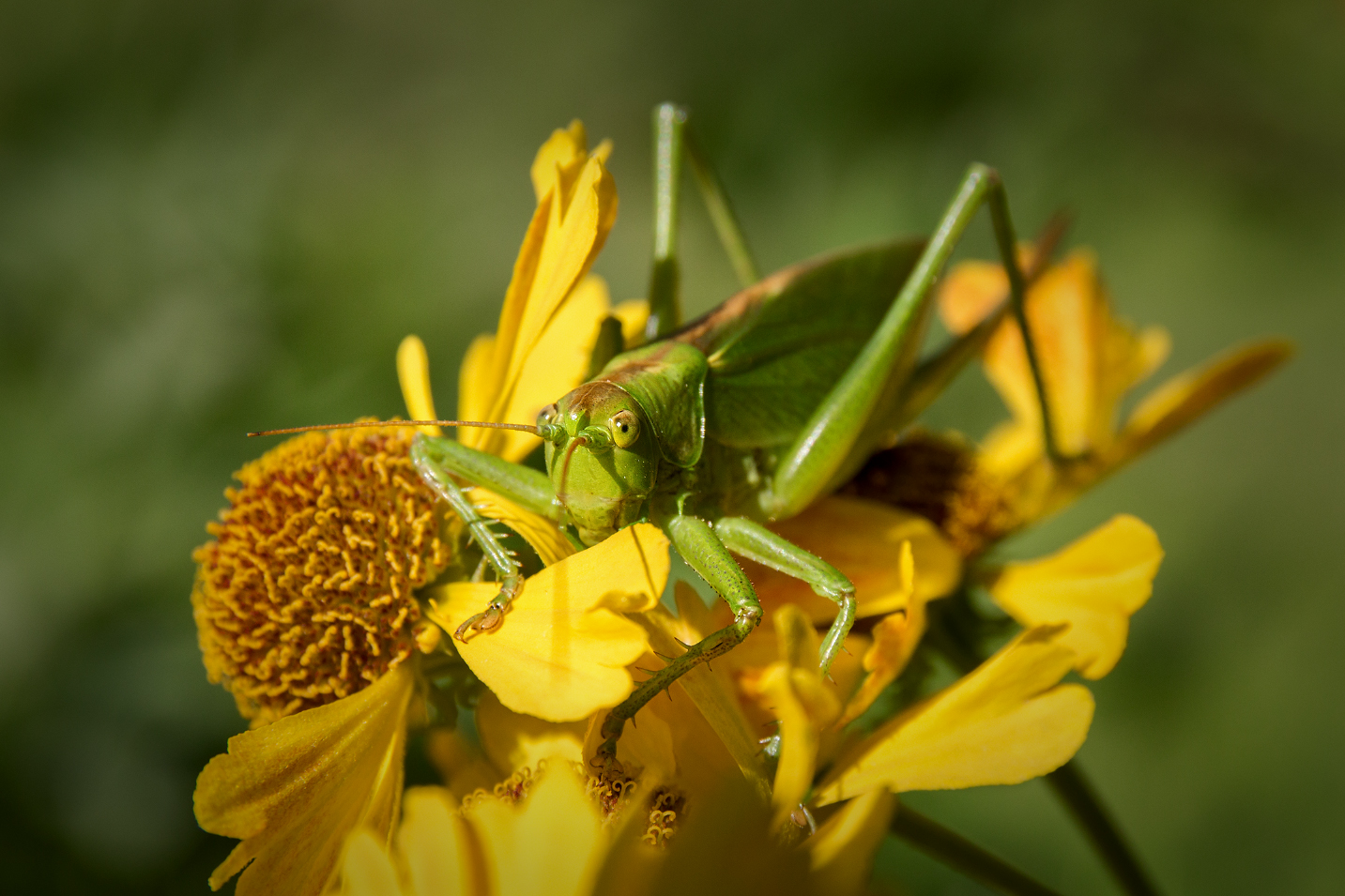 photo "***" tags: macro and close-up, макрушки