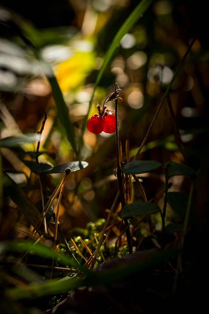 photo "***" tags: macro and close-up, Europe, Minolta 100/2, Russia, Sony-a580, autumn, curier, morning, sunrise, Нижний Тагил, костяника, макро