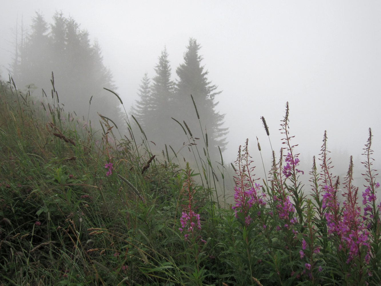photo "Willow-herb on foggy background" tags: landscape, nature, travel, Alps, Willow-herb, кипрей