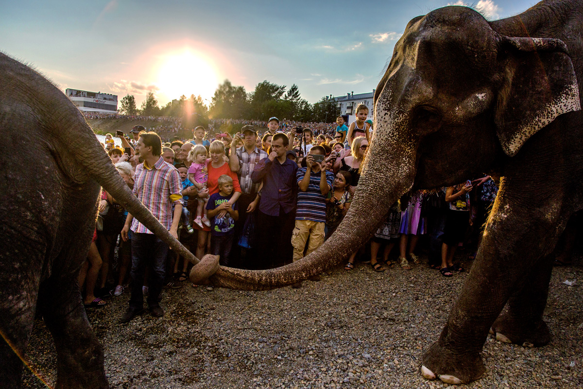 photo "***" tags: reporting, elephants, зрители