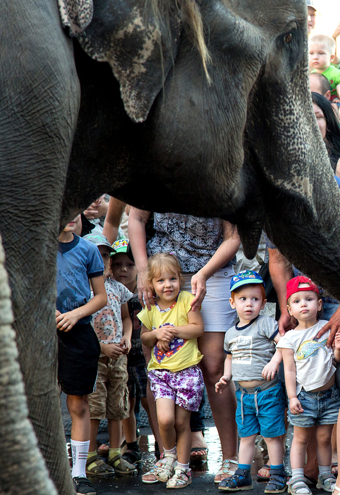 photo "***" tags: reporting, children, слон