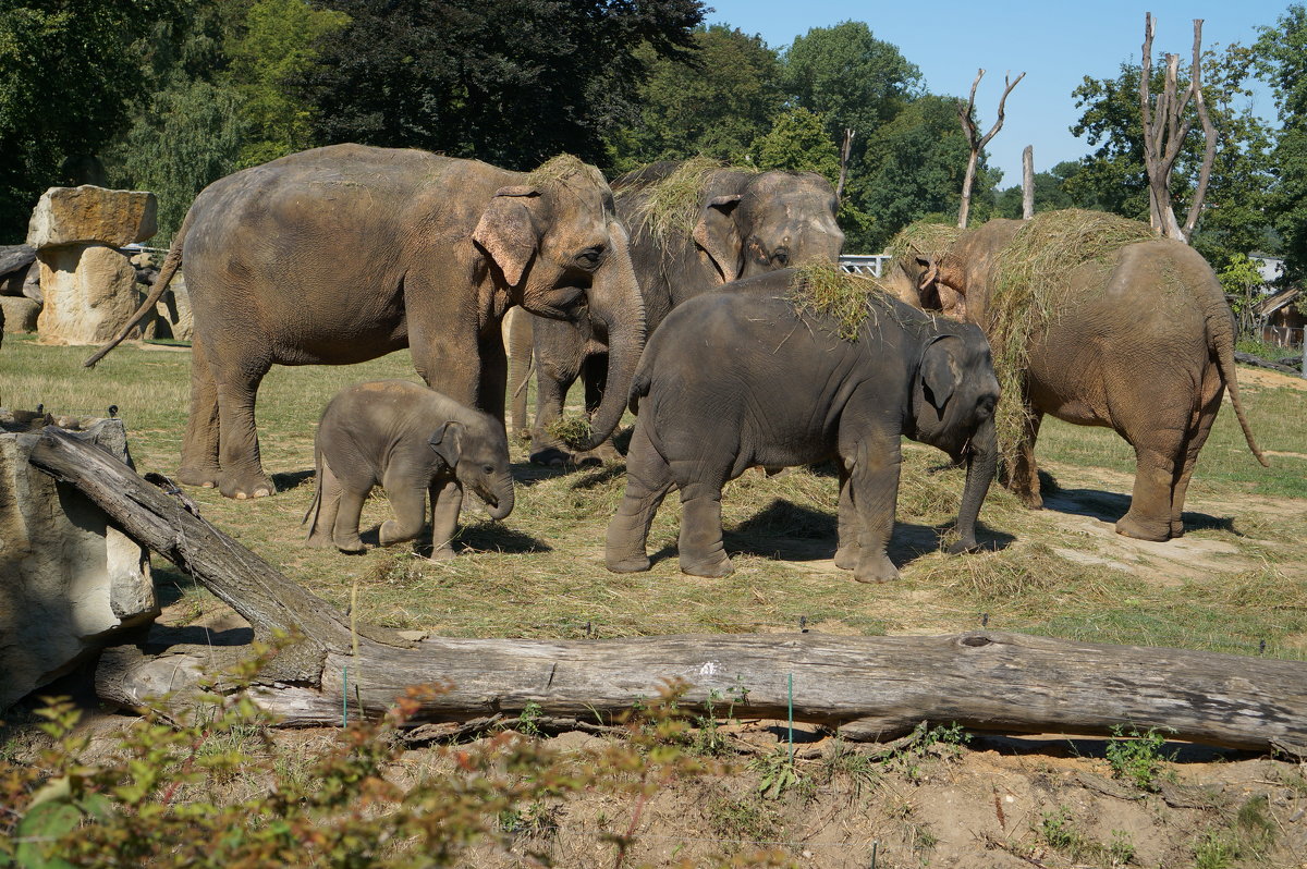 photo "***" tags: nature, travel, Africa