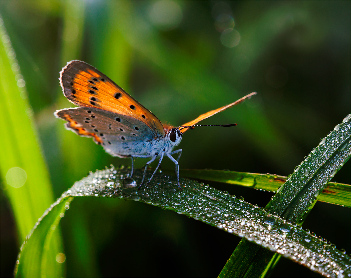 photo "***" tags: macro and close-up, 