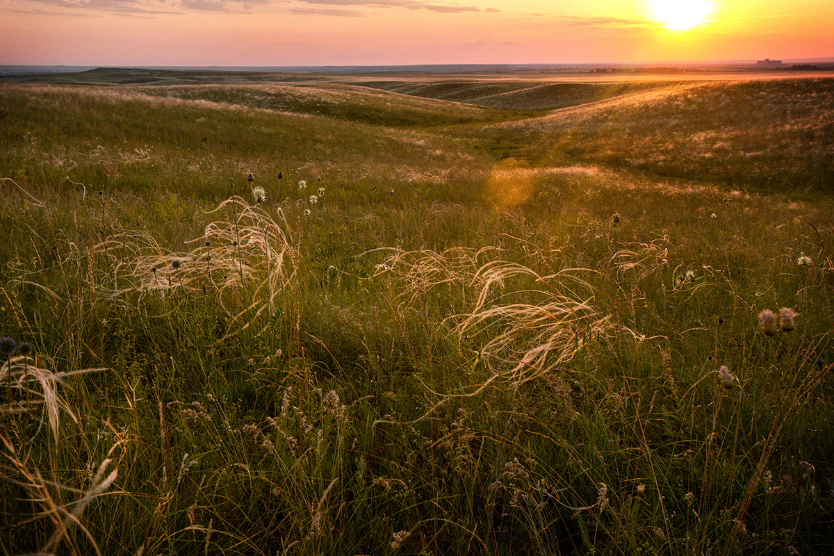 фото "Степь ковыльная" метки: пейзаж, природа, Донгуз, Оренбург, закат, ковыль, степь