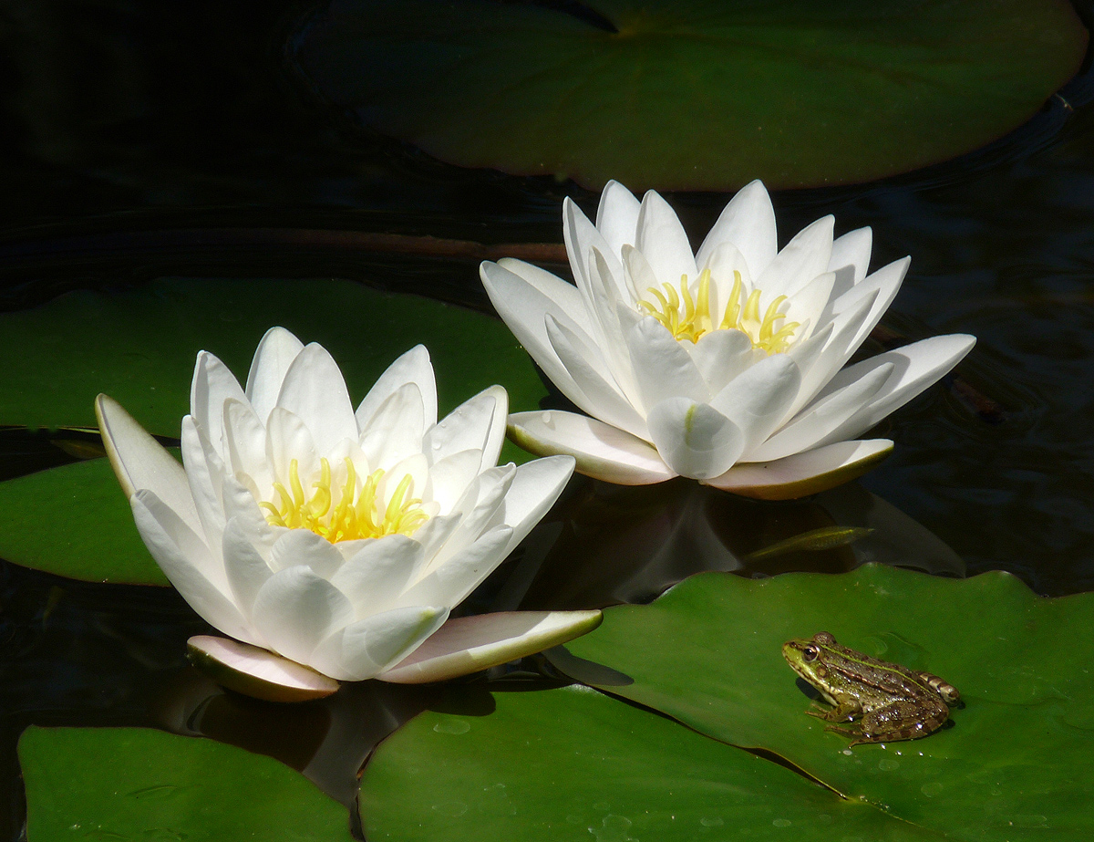 photo "***" tags: nature, flowers, summer, water, wild animals