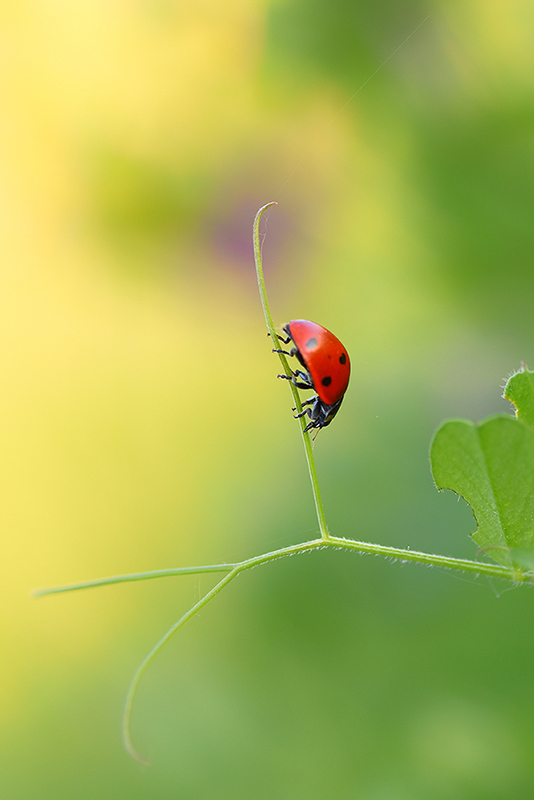 photo "***" tags: macro and close-up, nature, insect, ladybug, macro